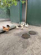7 jonge witte eendjes, Dieren en Toebehoren, Meerdere dieren, Eend