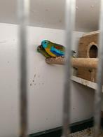 Koppel turquoise parkieten, Dieren en Toebehoren, Vogels | Parkieten en Papegaaien, Meerdere dieren, Parkiet