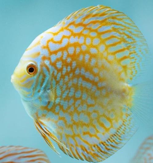 Discus Golden Checkerboard 8 cm - Siner - Koidreams, Dieren en Toebehoren, Vissen | Aquariumvissen, Zoetwatervis, Vis
