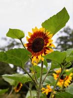 Uit de biologische moestuin: Zonnebloemen, zaden., Ophalen of Verzenden, Voorjaar, Volle zon, Zaad