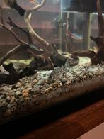 4 verschillende corydoras, Dieren en Toebehoren, Vis, Zoetwatervis, Schoolvis