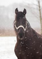 Verzorgster/bijrijder gezocht voor lieve ruin.