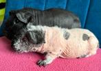 Lieve skinny cavia beertjes, Dieren en Toebehoren, Cavia, Februari, Mannelijk, Tam