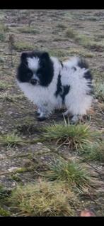 Dwergkees pomeriaan pup, Keeshond, CDV (hondenziekte), 8 tot 15 weken, Teef