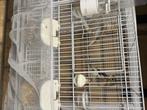 Jonge kanaries te koop, Dieren en Toebehoren, Vogels | Kanaries, Geslacht onbekend, Kleurkanarie
