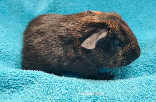 Solid goudagouti rood gladhaar beer, Dieren en Toebehoren, Knaagdieren, Mannelijk, Cavia, Na 1 juli 2024