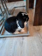 Konijntje, Dieren en Toebehoren, Mannelijk