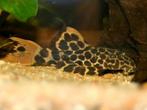 L-Nummers: L114 Pseudacanthicus cf. leopardus, Zoetwatervis, Vis