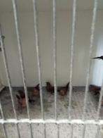 Koppels zilverbekjes, Dieren en Toebehoren, Meerdere dieren