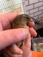 Bastaard putter x kanarie, Dieren en Toebehoren, Vogels | Overige Vogels, Mannelijk, Wildzangvogel