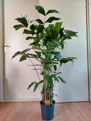 Caryota Mitis - Vissenstaartpalm H: 130 cm. beschikbaar voor biedingen