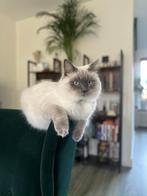 Ragdoll herplaatser, Dieren en Toebehoren, Katten en Kittens | Raskatten | Langhaar, Kater, Ontwormd, 0 tot 2 jaar