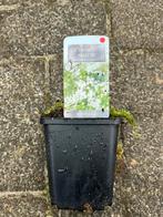 Thymus Praecox 'Albiflorus' - Kruiptijm, Tuin en Terras, Planten | Tuinplanten, Ophalen, Volle zon, Vaste plant, Kruiden