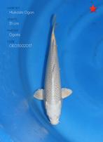 Japanse koi karper 32cm "Mukashi Ogon", Karper of Koi