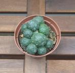 Puna Bonnieae | Ø10,5cm H13cm, Ophalen of Verzenden, Overige soorten, Minder dan 100 cm