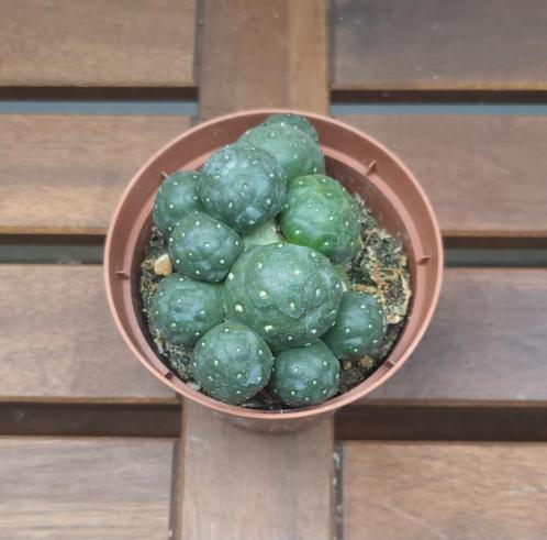 Puna Bonnieae | Ø10,5cm H13cm, Huis en Inrichting, Kamerplanten, Overige soorten, Minder dan 100 cm, Ophalen of Verzenden