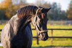2 leuke paarden te koop, Dieren en Toebehoren, Paarden, Merrie, Met stamboom, Dressuurpaard, 3 tot 6 jaar