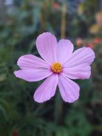 Zaden van COSMOS-MIX, Tuin en Terras, Bloembollen en Zaden, Ophalen of Verzenden, Voorjaar, Zaad, Volle zon