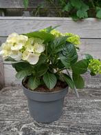 Stevige hortensia, Tuin en Terras, Planten | Tuinplanten, Ophalen, Zomer, Overige soorten, Halfschaduw