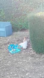 Raszuiver Brahma kriel &zijdehoen, Dieren en Toebehoren, Ophalen of Verzenden, Kat