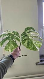 Monstera Variegata Kopstek - Zeldzaam!, Overige soorten, In pot, Minder dan 100 cm, Groene kamerplant
