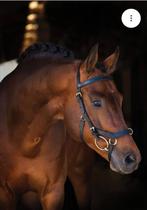 Rambo Micklem multibridle hoofdstel, Dieren en Toebehoren, Ophalen, Zo goed als nieuw, Dressuur