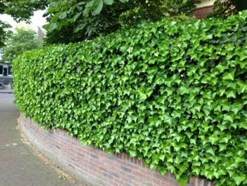 HEDERA, KLIMOP, mooie planten v.a. € 0,95 per stuk beschikbaar voor biedingen