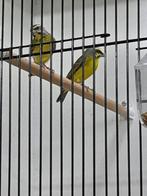 Koppel Mozambiquesijzen - Mozambique sijs, Meerdere dieren, Tropenvogel