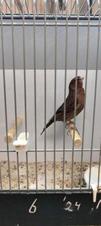 Kanarie man, Dieren en Toebehoren, Vogels | Kanaries, Mannelijk, Kleurkanarie