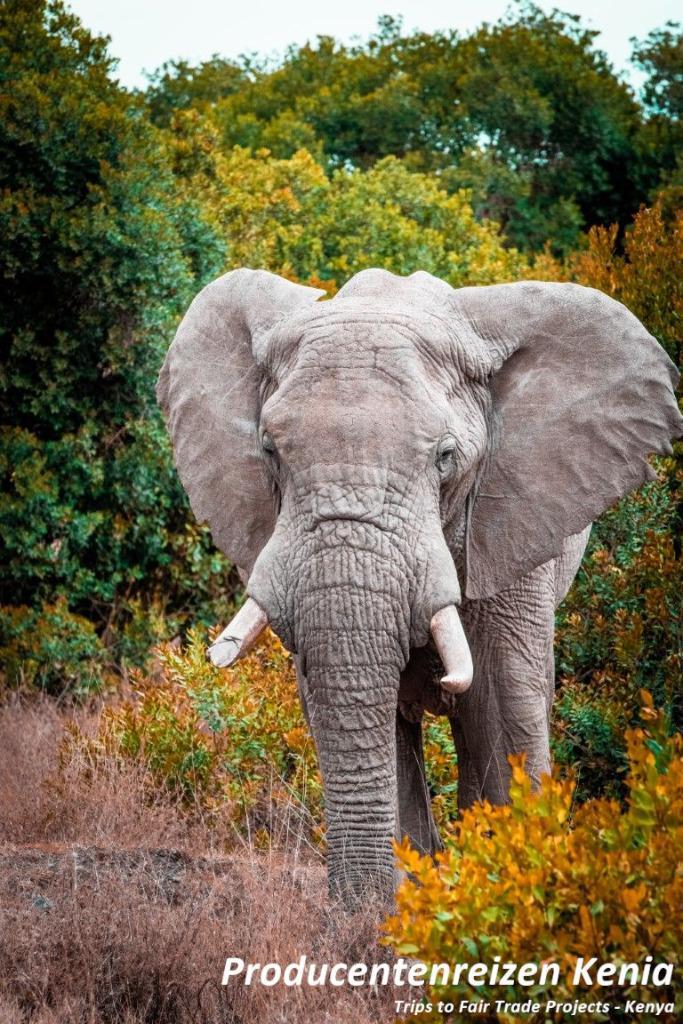 Inschrijven tot 8 mei, vertrek 8 juli! Rondreis Kenia, Vakantie, Vakantie | Kunst en Cultuur