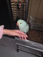 2x lieve Halsbandparkiet, Handtam zeer lief met kooi!, Meerdere dieren, Parkiet