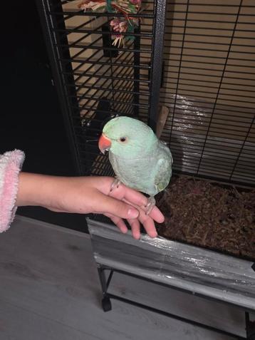 2x lieve Halsbandparkiet, Handtam zeer lief met kooi! beschikbaar voor biedingen