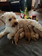 Mini Australian Labradoodle pups, Overige rassen, CDV (hondenziekte), 8 tot 15 weken, Meerdere