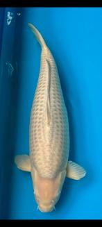 Chagoi, Dieren en Toebehoren, Vissen | Vijvervissen, Karper of Koi