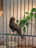 Rode kardinaal pop, Dieren en Toebehoren, Vogels | Overige Vogels, Vrouwelijk, Tropenvogel, Geringd