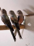 Bourkes parkieten, Dieren en Toebehoren, Meerdere dieren