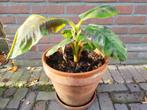 Bananenplant in Keramische Pot met Schotel, Tuin en Terras, Gebruikt, Rond, Tuin, Aardewerk