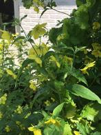Wederik Lysimachia ciliata, Ophalen of Verzenden, Zomer, Overige soorten, Halfschaduw