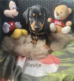 jack russel x teckel pups 💙 💙, Rabiës (hondsdolheid), Overige rassen, 8 tot 15 weken, Meerdere