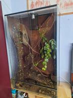 Groot terrarium met achterwand, Dieren en Toebehoren, Reptielen en Amfibieën | Toebehoren, Ophalen, Gebruikt, Terrarium of Paludarium