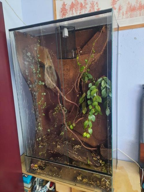 Groot terrarium met achterwand, Dieren en Toebehoren, Reptielen en Amfibieën | Toebehoren, Gebruikt, Terrarium of Paludarium, Ophalen