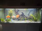 Juwel 450 liter met alles erop en eraan, Dieren en Toebehoren, Vissen | Aquaria en Toebehoren, Ophalen, Zo goed als nieuw, Gevuld zoetwateraquarium