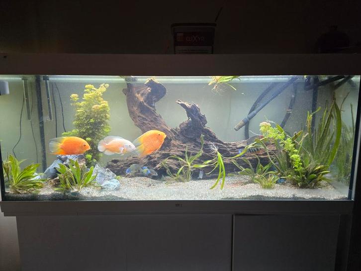 Juwel 450 liter met alles erop en eraan, Dieren en Toebehoren, Vissen | Aquaria en Toebehoren, Zo goed als nieuw, Gevuld zoetwateraquarium