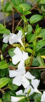Vinca wit (maagdenpalm), Ophalen, Halfschaduw