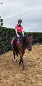 verzorg paard/grote pony gezocht!, Dieren en Toebehoren, Ophalen, Gebruikt