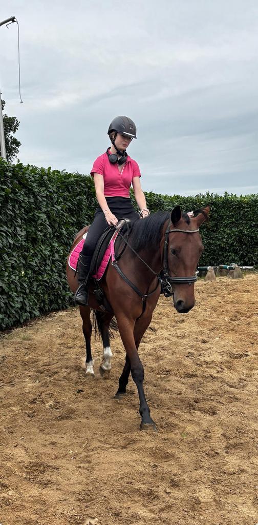 verzorg paard/grote pony gezocht!, Dieren en Toebehoren, Paarden en Pony's | Verzorgingsproducten, Gebruikt, Ophalen