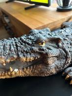 Krokodil Levensecht 80 cm, Dieren en Toebehoren, Reptielen en Amfibieën, 0 tot 2 jaar