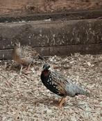 Halsbandfrankolijn haan 2025, Mannelijk, Kip