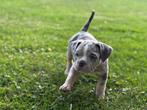 Exotic/Pocket american bully pups, Overige rassen, CDV (hondenziekte), 8 tot 15 weken, Meerdere