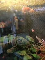 Sumatraan 8 st., Dieren en Toebehoren, Vissen | Aquariumvissen, Kreeft, Krab of Garnaal